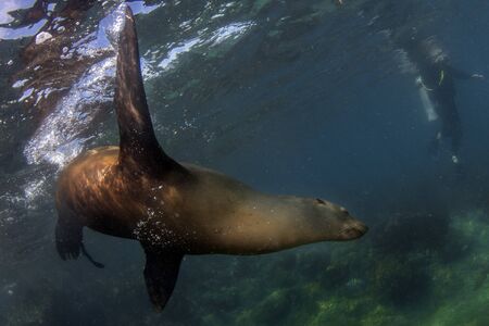 puppy sea lion seal coming to you underwater の写真素材