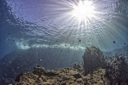 Cortez sea colorful reef underwater landscape with fishes and corals in cabo pulmo national park