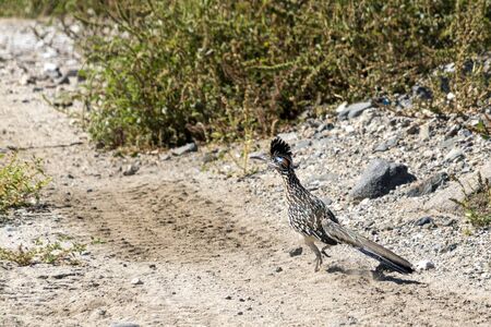 Road Runner Bird close up while runningの写真素材