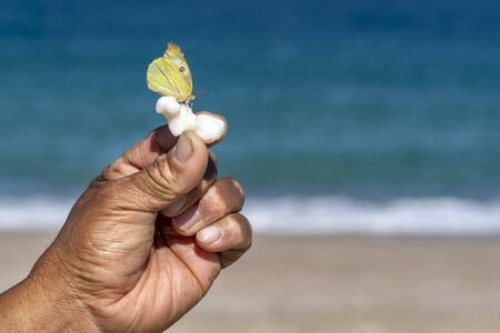 Yellow butterfly on human hands on sea background