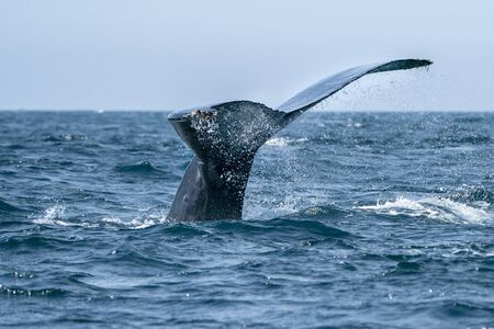 humpback whale tail going down in cabo san lucas baja california sur mexico