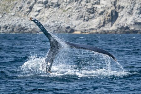 humpback whale tail going down in cabo san lucas baja california sur mexicoの写真素材