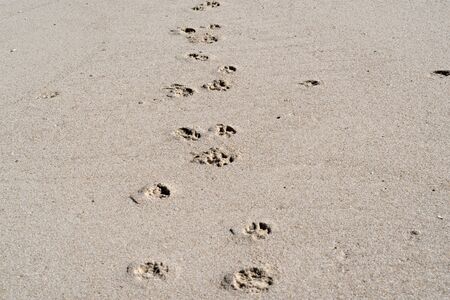 dog track on sandy beach detail