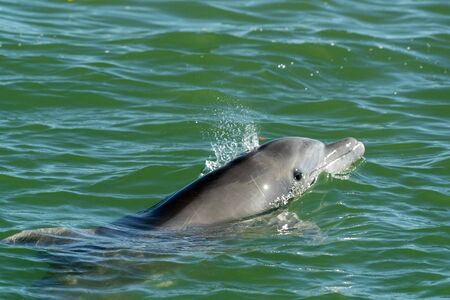 bottlenose dolphin in baja california green waters of magdalena bay