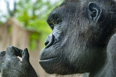 black gorilla monkey ape portrait close upの写真素材