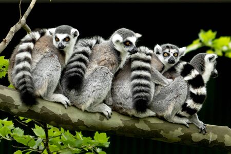 lemur monkey family on a tree