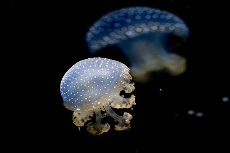 jellyfish isolated on black backgroundの写真素材