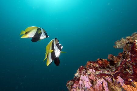 Two butterly angel fish yellow and blue in the reef background