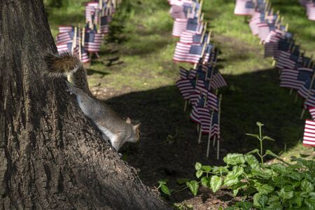 Squirrel looking many usa flags from a treeの写真素材