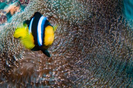 Clown fish portait while looking at you from anemone tentacles move effect の写真素材