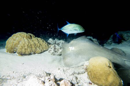 parsnip stingray fish while diving maldiveの写真素材
