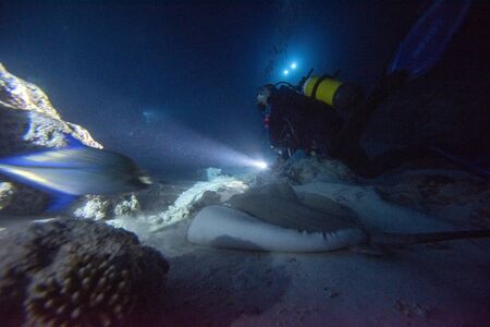 diving with nurse shark and sting ray at night on alimatha maldives siteの写真素材