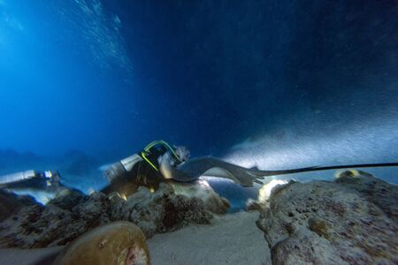 diving with nurse shark at night on alimatha maldives siteの写真素材