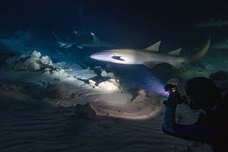 diving with nurse shark at night on alimatha maldives siteの写真素材