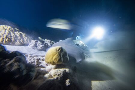 diving with nurse shark and sting ray at night on alimatha maldives siteの写真素材