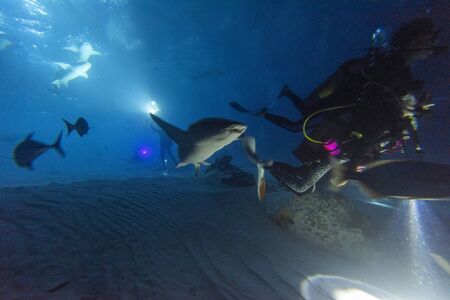 diving with nurse shark at night on alimatha maldives siteの写真素材