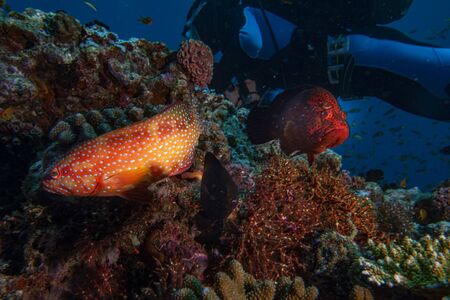 Oceanic colorful red grouper on the reef backgroundの写真素材