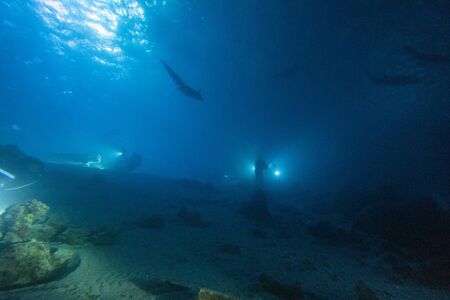 diving with nurse shark at night on alimatha maldives siteの写真素材