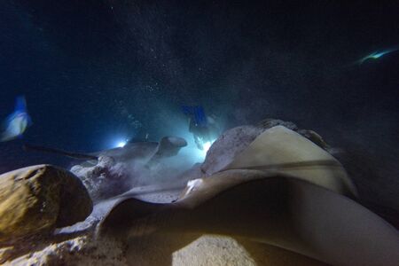 diving with nurse shark and sting ray at night on alimatha maldives site
