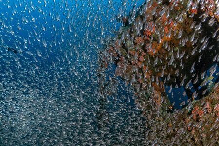 enormous school of very small Glass fishes  on ship wreck in indian oceanの写真素材