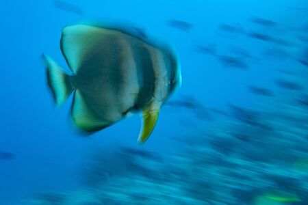twist move effect on bat fish portrait of platax in maldivesの写真素材