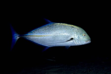 Giant trevally caranx fish on the black night dive backgroundの写真素材