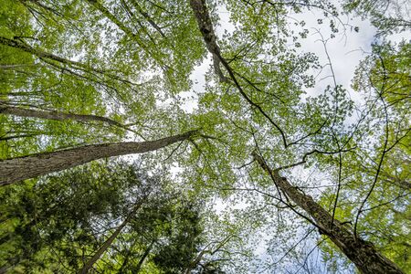 fortest tree branches up to the sky from bottom view