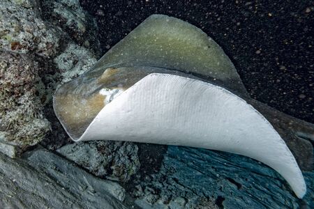 parsnip stingray fish while diving maldive