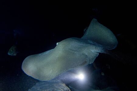 parsnip stingray fish while diving maldiveの写真素材