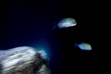 move effect on Giant trevally caranx fish on the black night dive background