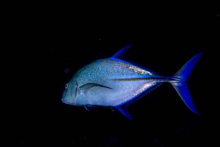 Giant trevally caranx fish on the black night dive backgroundの写真素材