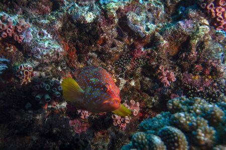 Oceanic colorful red grouper on the reef backgroundの写真素材