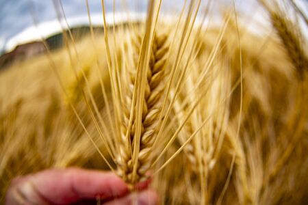 human and holding golden Wheat spike detail in the field