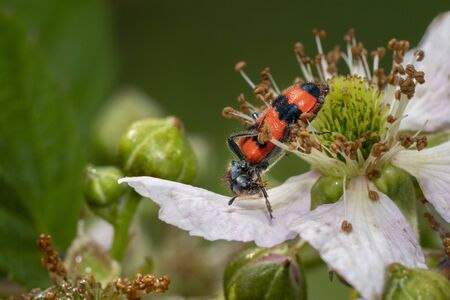 Trichodes Apiarius on berry flower macroの写真素材