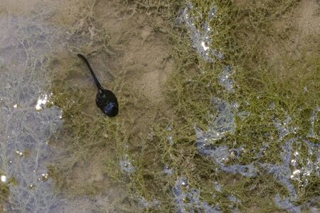 frog tadpole in a swamp detail