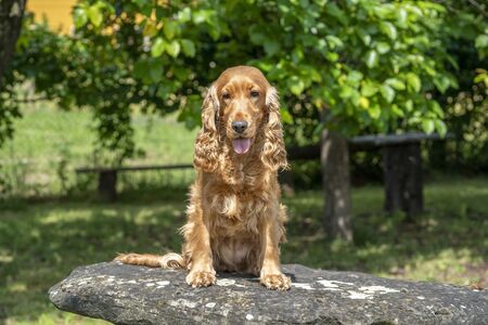 happy puppy dog cocker spaniel jumpin in the green grassの写真素材