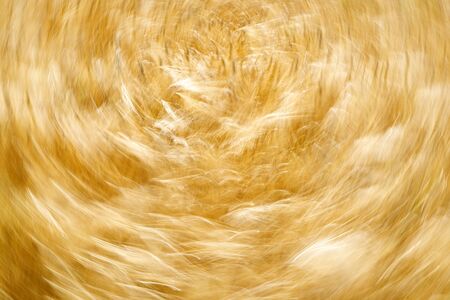 Wheat spikes field moved by wind like sea wavesの写真素材