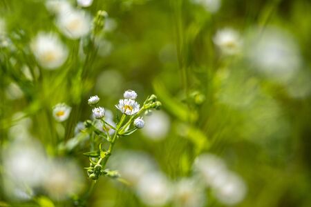 Small daisy flowers on bubble bokeh background macro
