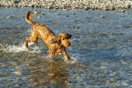 happy puppy dog cocker spaniel in the river running to youの写真素材