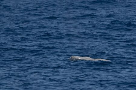 Goose Beaked whale dolphin Ziphius cavirostris ultra rare white の写真素材