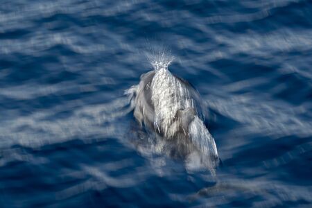 Move effect on striped dolphin jumping outside the seaの写真素材