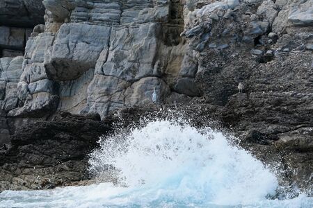 European Shag pigmy coromorant Phalacrocorax bird on a rock