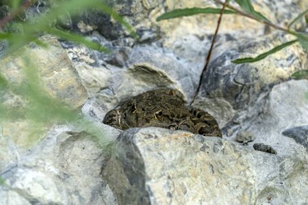 frog hiding in a swamp rock detailの写真素材