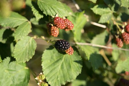 Blackberry while maturing on plant field
