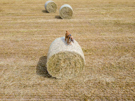 Dog puppy cocker spaniel jumping from wheat ballの写真素材