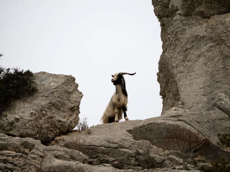 mountain goat on rocky cliffs in sardiniaの写真素材