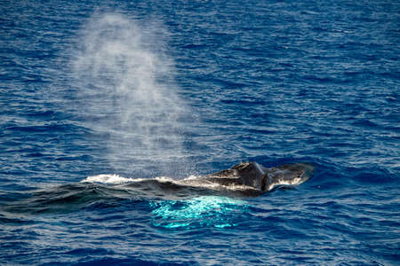 Humpback whale mother and calf in Mediterranean sea ultra rare near Genoa, Italy August 2020の写真素材
