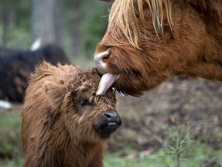 baby Highlander scotland hairy cow with mother in forestの写真素材