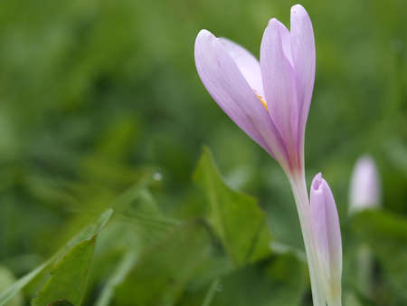 Crocus Vernus flower close up detailの写真素材