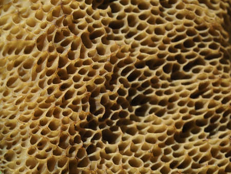 Suillus granulatus mushroom close up macro detail